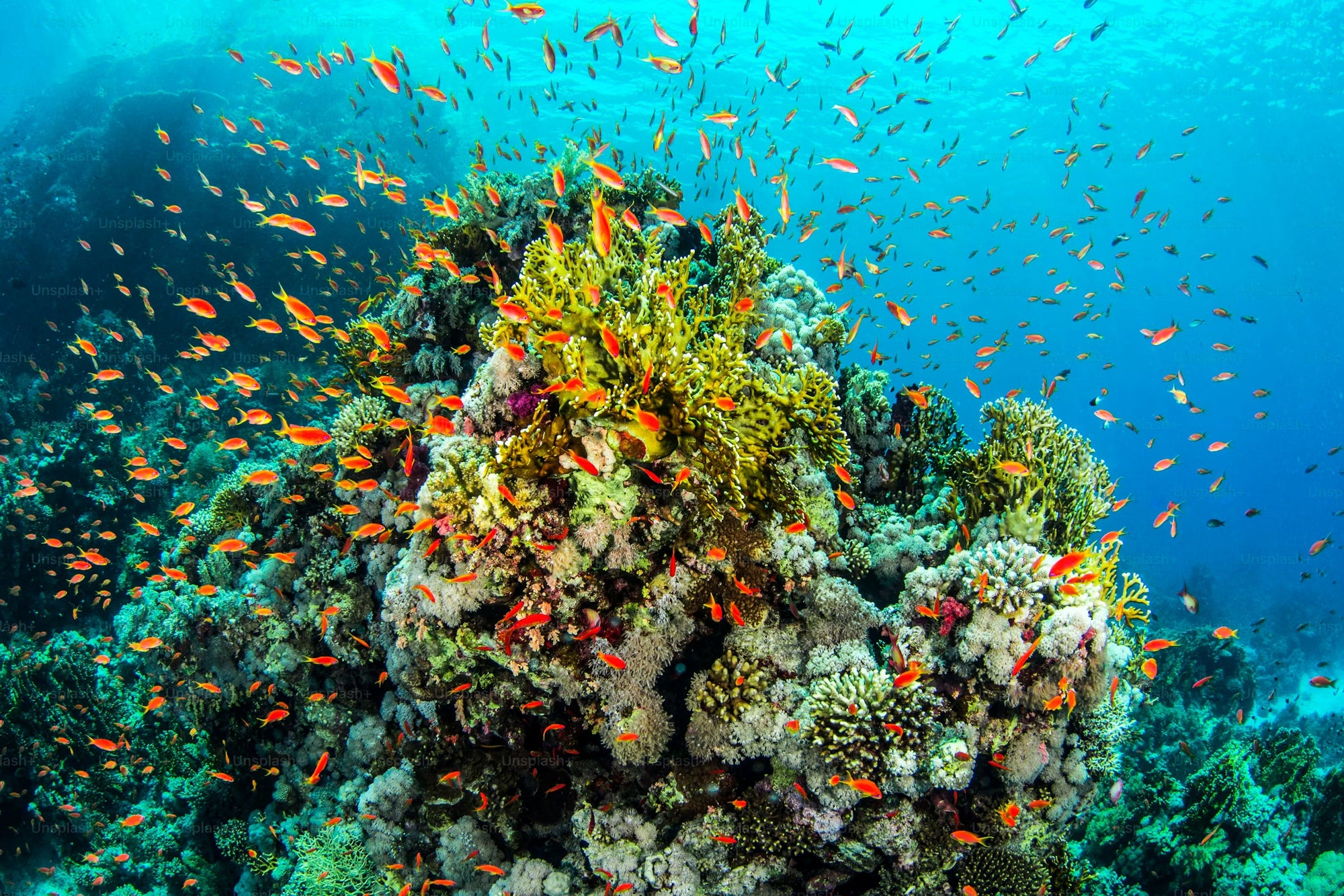 Sunscreen and the Reefs — What's Really Going On